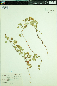 Thumbnail image of current specimen