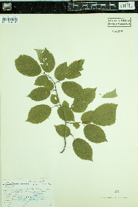 Carpinus caroliniana image