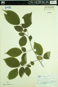 Ostrya virginiana image
