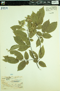 Carpinus caroliniana image