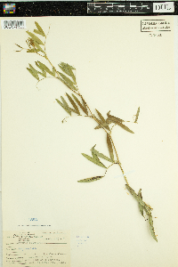 Lathyrus palustris image