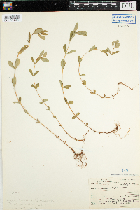 Hypericum ellipticum image