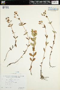 Hypericum ellipticum image