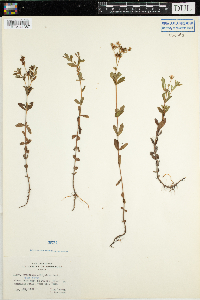 Hypericum ellipticum image