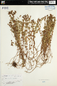 Hypericum ellipticum image