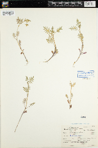 Ellisia nyctelea image