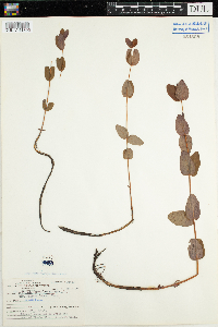 Triadenum fraseri image