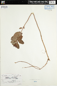 Triadenum fraseri image