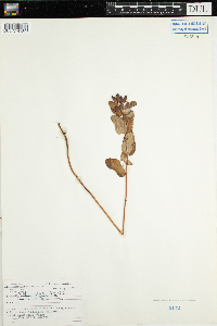 Triadenum fraseri image