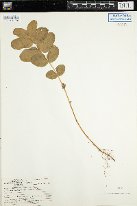 Triadenum fraseri image