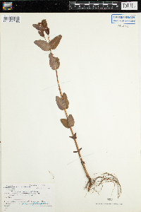 Triadenum fraseri image