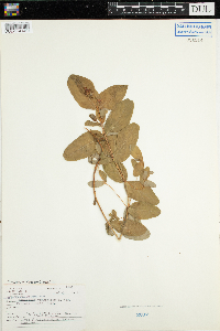 Triadenum fraseri image