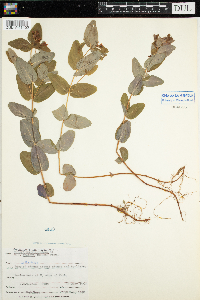 Triadenum fraseri image