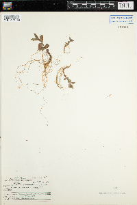 Triadenum fraseri image