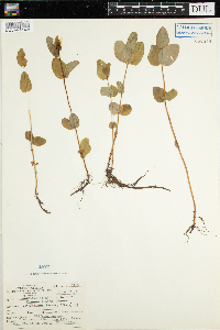 Triadenum fraseri image