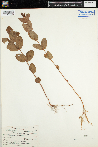 Triadenum fraseri image