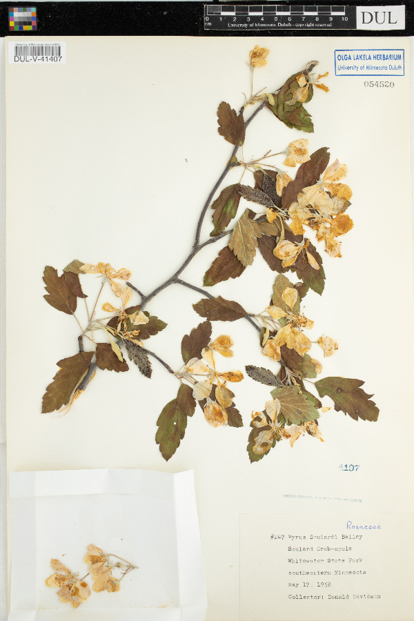 Malus x soulardii image