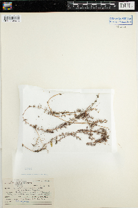 Myriophyllum alterniflorum image
