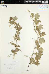 Ribes missouriense image