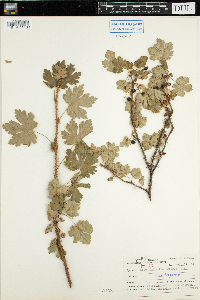 Ribes lacustre image