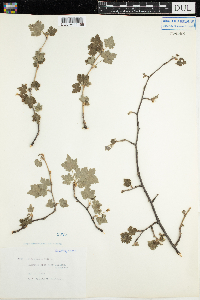 Ribes cynosbati image