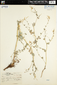 Corydalis sempervirens image