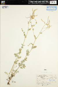 Corydalis sempervirens image