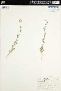 Corydalis sempervirens image