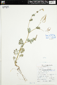 Corydalis sempervirens image