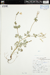 Corydalis sempervirens image