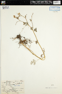 Corydalis sempervirens image
