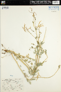 Corydalis sempervirens image