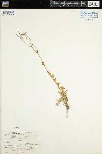 Corydalis sempervirens image