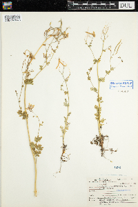 Corydalis sempervirens image