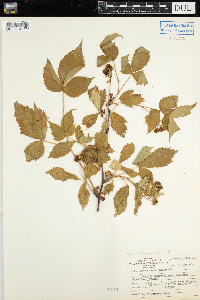 Rubus pensilvanicus image