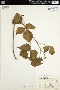 Rubus pensilvanicus image