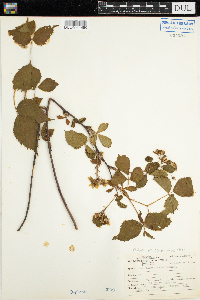 Rubus pensilvanicus image