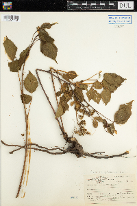 Rubus pensilvanicus image