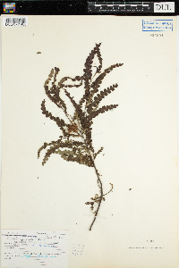 Comptonia peregrina image