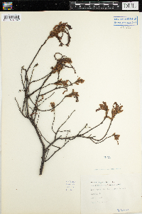 Comptonia peregrina image