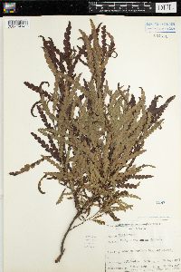 Comptonia peregrina image