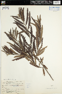 Comptonia peregrina image