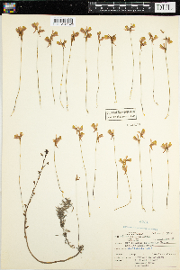 Utricularia intermedia image