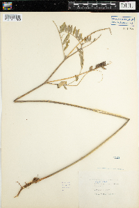 Astragalus canadensis image