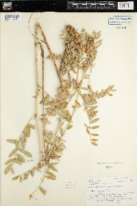 Astragalus canadensis image
