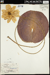 Nymphaea odorata image
