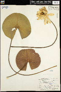 Nymphaea odorata image