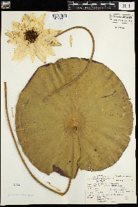 Nymphaea odorata image