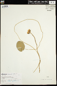 Nuphar x rubrodisca image