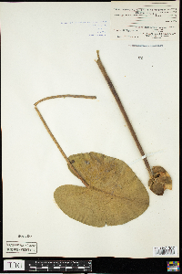 Nuphar variegata image